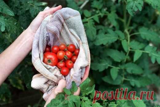 Ошибки, снижающие урожай томатов