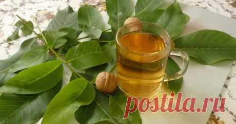 Полезные свойства листьев грецкого ореха / Будьте здоровы