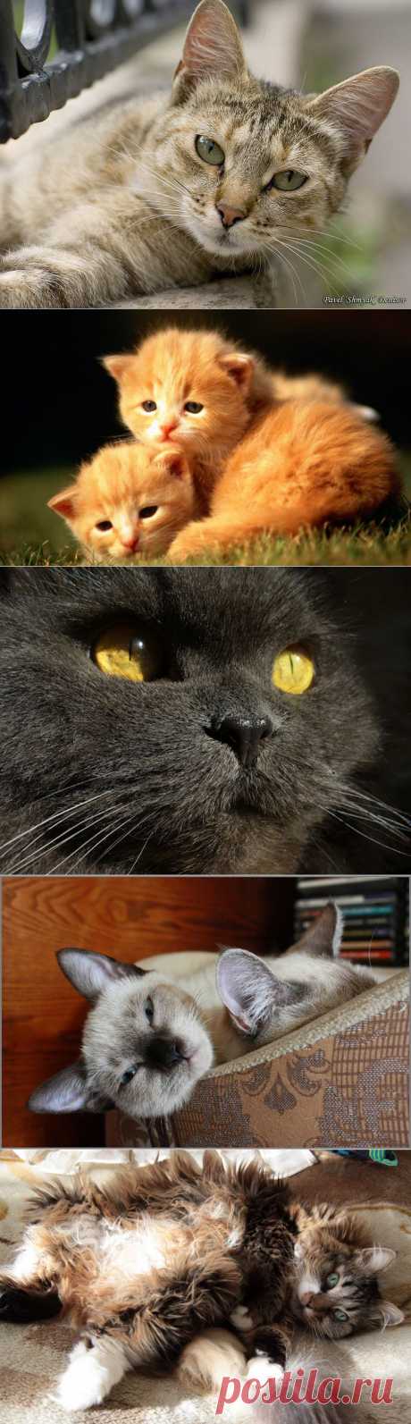 CATFOTO.COM фотографии кошек и котят, дикие кошки, блоги любителей кошек