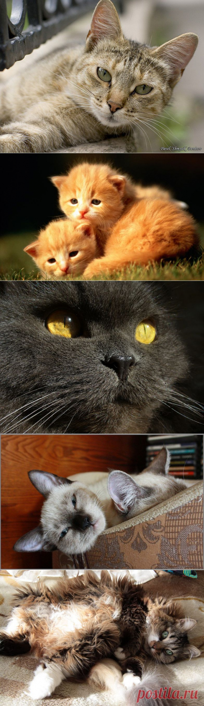 CATFOTO.COM фотографии кошек и котят, дикие кошки, блоги любителей кошек