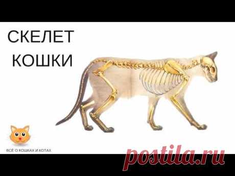 Анатомия и физиология котов и кошек: интересные особенности строения скелета, ротовой полости и внутренних органов котят и взрослых животных