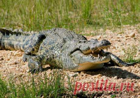 животные африки фото - Поиск в Google Нильский крокодил.