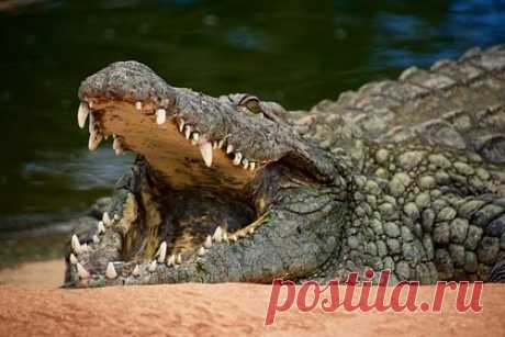Рыбаки поймали на удочку четырехметрового крокодила. В Малайзии рыбаки поймали на удочку крокодила длиной более четырех метров. Капитан Тан Ю Хок сообщил, что это самый крупный крокодил, когда-либо пойманный в реке Мату. Вес рептилии составил около тонны. Представители властей призвали жителей быть осторожными и сообщать, если они заметят опасных животных.