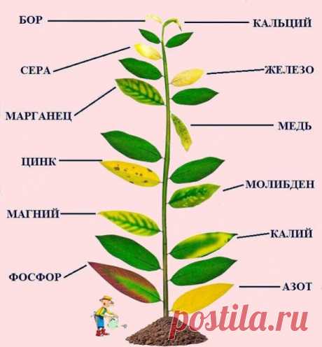 Разноцветные листья 
   
Если вы заметили на своих растениях изменение цвета листьев – подойдите к решению вопроса серьезно – скорее всего так проявляется недостаток микроэлементов. 
   
Проявление недостатка элемента на растении:
   
Азот и Сера
Лист бледно-зеленый, рано желтеет и опадает. Постоянный дефицит серы даёт коричневые повреждения или некротические пятна вдоль черешка, а листья становятся более прямостоячие, часто скрученные и ломкие.
   
Марганец
Листья желтеют...