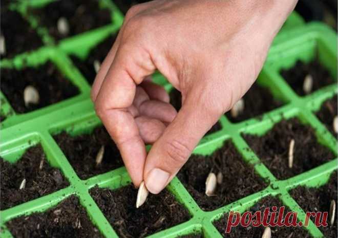 Как посадить рассаду, чтобы не пикировать