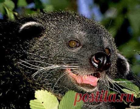 Binturong - Asian Bearcat with Large Bushy Tail | Animal Pictures and Facts | FactZoo.com