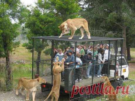 This is the correct way to see Wild Animals. Let them be free.