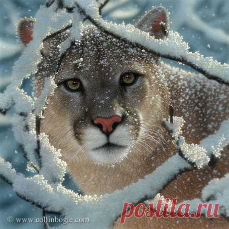 Silent Encounter - Cougar Painting, ручная подпись Cougar Art Print Коллина Богла - Collin Bogle Nature Art