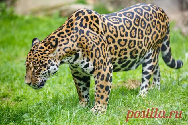 Интересные факты о ягуаре Ягуар – самая крупная кошка Америки и третья по величине в мире, уступая по размеру только тигру и льву. В этой статье мы расскажем читателям всё самое интересное об этих удивительных хищниках …