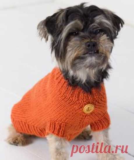 Оранжевый свитер для собаки