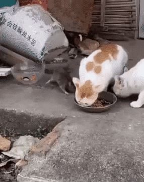 Rat want Rat take,funny GIFs Rat want Rat take, Find More funny GIFs on GIF-VIF