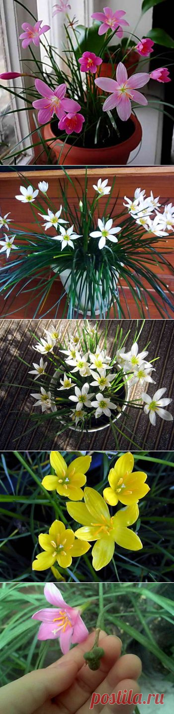 Зефирантес — комнатный цветок. Посадка, уход и размножение семенами | Дача - впрок
