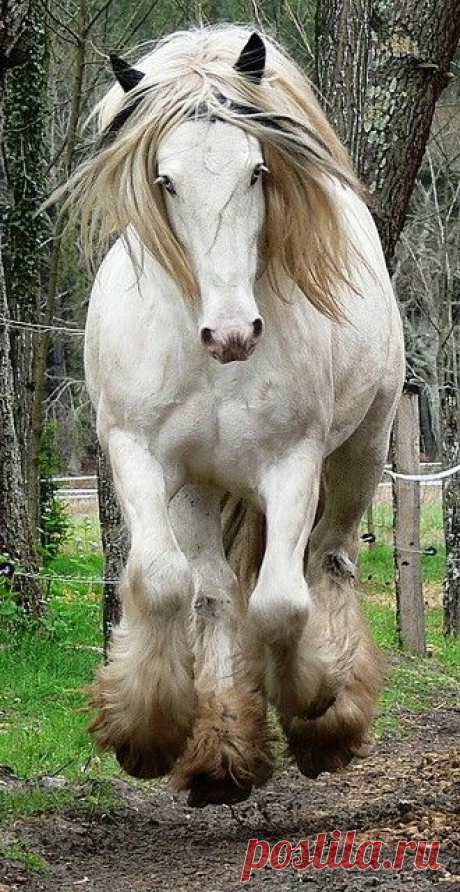 #horseriding #horserider #equine Hughie belongs to Domaine de Coudot in France. What a beauty! - Click image to find more Animals Pinterest pins