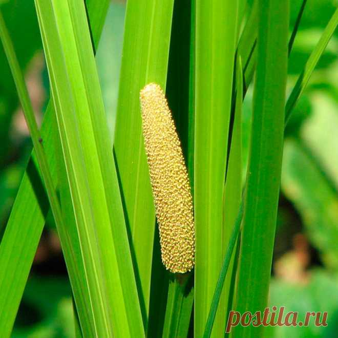 Аир фон. АИР обыкновенный - Acorus Calamus. АИР болотный (Acorus Calamus). АИР обыкновенный болотный. АИР болотный корневища.