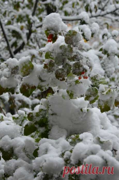 Столько снега насыпало, напоминающий время Рождества. Можно и елочку украшать...Это было вчера!﻿ в Западная Украина.