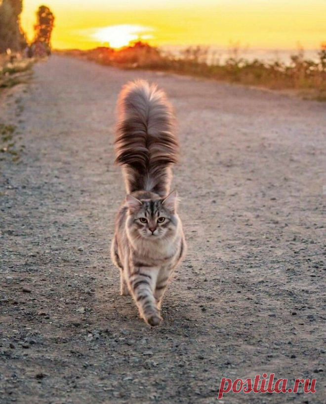 Прекрасные кошки, которые выглядят словно модели