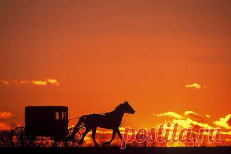 horse and buggy... | silhouette