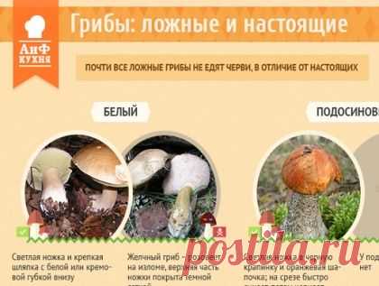 Как отличить съедобный гриб от ядовитого двойника. Инфографика | Продукты и напитки | Кухня | Аргументы и Факты