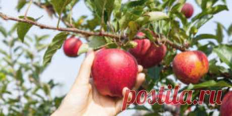 Как хранить яблоки, чтобы они пролежали всю зиму - Лайфхакер