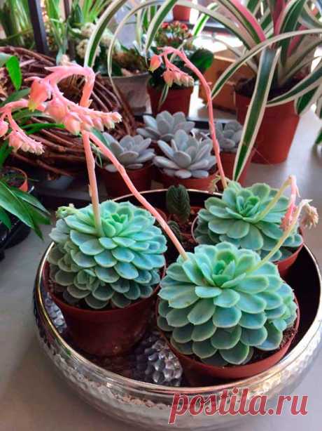 Комнатное растение Эхеверия (Echeveria). Род включает более 200 видов, произрастающих в Мексике, Центральной и Южной Америке, Плотные мясистые листья эхеверий собраны в компактную розетку, диаметр которой у эхеверии металлической (E.metallica) достигает 30-40 см, а у эхеверии сизой (E.glauca) - всего 6-10 см. Во время цветения над розетками поднимаются длинные цветоносы, несущие кистевидные соцветия.