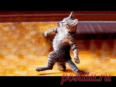 Я РЖАЛ ДО СЛЕЗ 😹 СМЕШНЫЕ КОШКИ И СОБАКИ | СМЕШНЫЕ ЖИВОТНЫЕ 2023 😹 ЛУЧШИЕ ПРИКОЛЫ #63