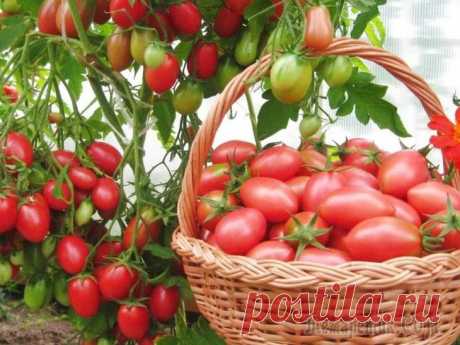 Народные средства для подкормки помидоров – самые лучшие рецепты Томаты можно подкармливать не только готовыми удобрениями на основе химических веществ. Также отлично зарекомендовали себя натуральные подкормки, благодаря которым растения дают хороший урожай.
Внесен...
