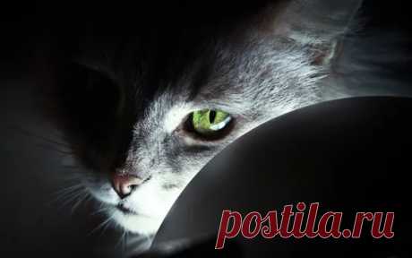 Обои Зеленые глаза кота, светлые 2560x1600 HD Изображение