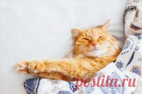 Коты виноваты в ужасных симптомах при ПМС | Люблю Себя