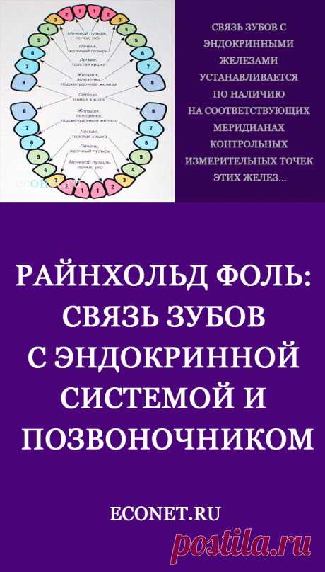 Райнхольд Фоль: Связь зубов с эндокринной системой и позвоночником

Связь зубов с эндокринными железами устанавливается по наличию на соответствующих меридианах контрольных измерительных точек этих желез...