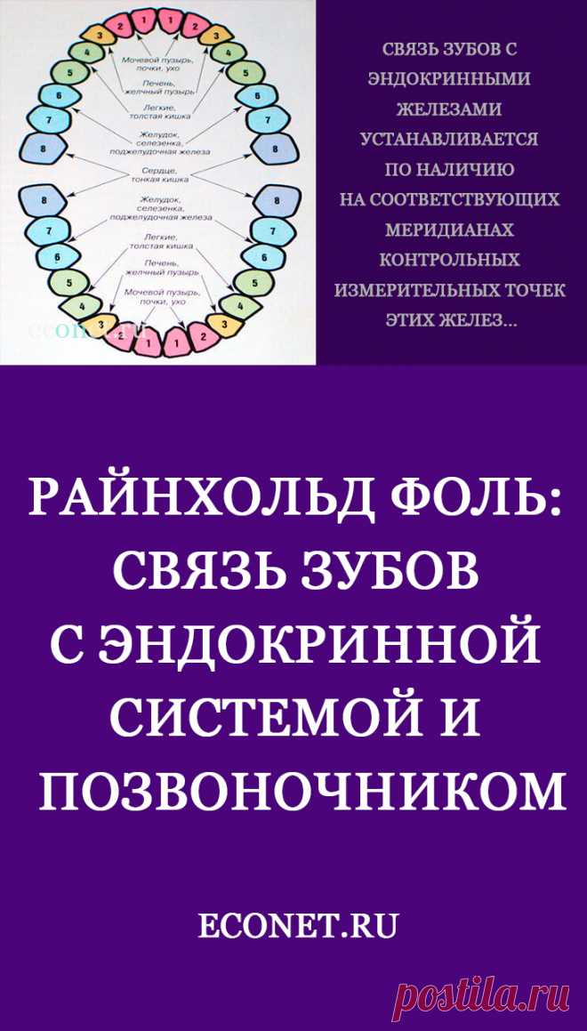 Райнхольд Фоль: Связь зубов с эндокринной системой и позвоночником

Связь зубов с эндокринными железами устанавливается по наличию на соответствующих меридианах контрольных измерительных точек этих желез...