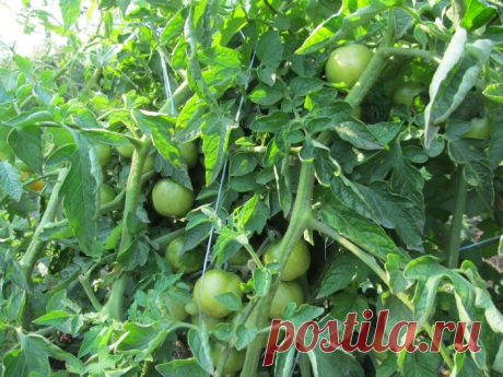 Вот что не любят томаты при посадке: удобрения "в лунку", которые снижают урожайность. Томаты поздние, мелкие, трескаются - зато куст мощный | В саду у Валентинки | Дзен