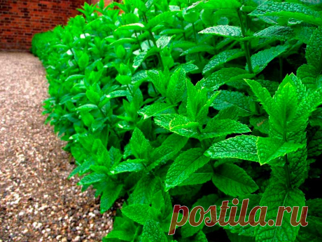 Лекарственное растение Мята перечная (Mentha Xpiperita). Многолетнее растение высотой до 80 см, полученное в результате скрещивания мяты водяной и мяты зеленой. Растение с сильным ароматом.Листья удлиненно-яйцевидные до ланцетных, с четко выраженными черешками, спереди заостренные, зубчатокрайние, с нижней стороны слегка опушенные, с верхней стороны, как и стебель, голые.