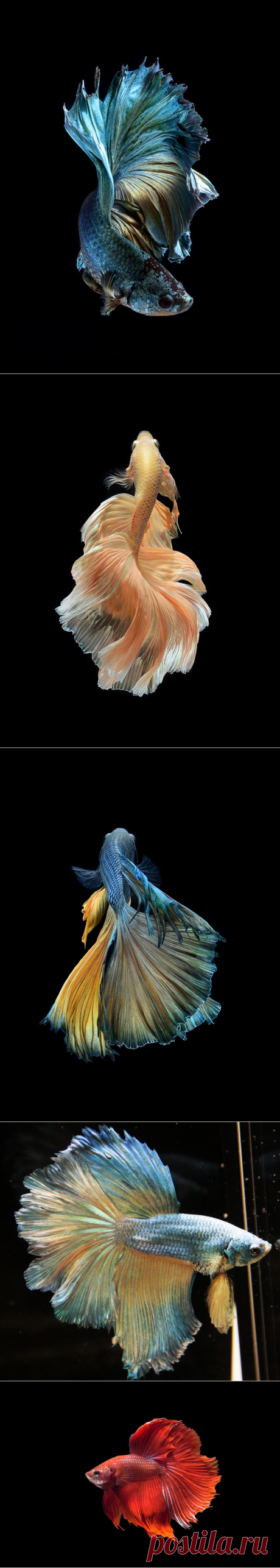 Betta Fish iPhone Wallpaper - WallpaperSafari