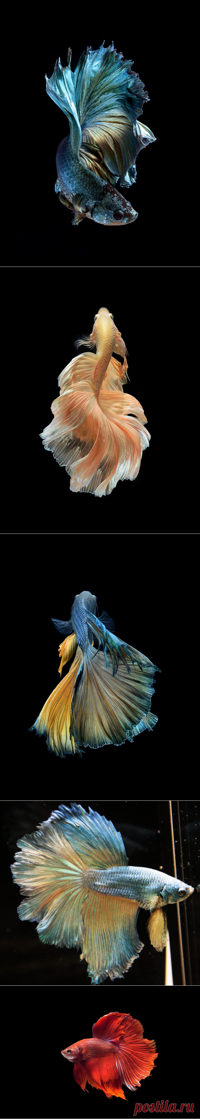 Betta Fish iPhone Wallpaper - WallpaperSafari