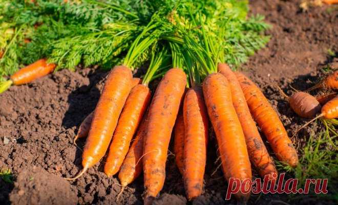 Урожайные и вкусные сорта моркови для хранения, соков и консервации | На грядке (Огород.ru)