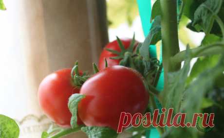 Как правильно выбрать сорт томатов для выращивания дома | Огород на подоконнике | Яндекс Дзен