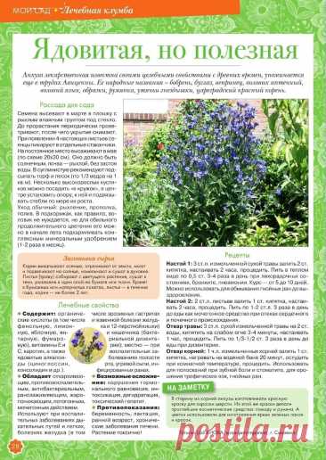 Анхуза лекарственная
