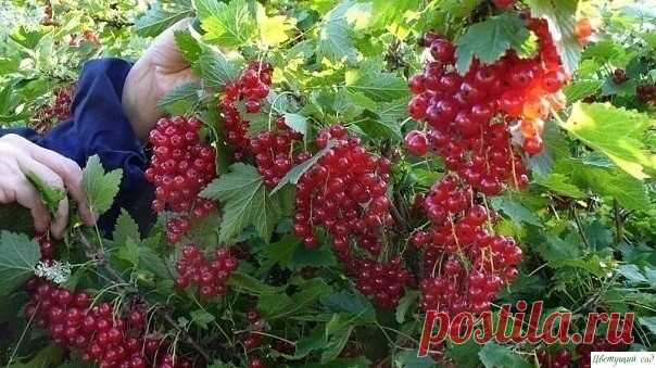 Полив смородины кипятком