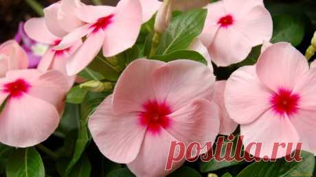 Катарантус - уход в домашних условиях, посадка, выращивание из семян, размножение, фото цветов