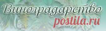 ФОРУМ ВИНОГРАД • Просмотр темы - 10 лучших технических сортов для посадки на винограднике