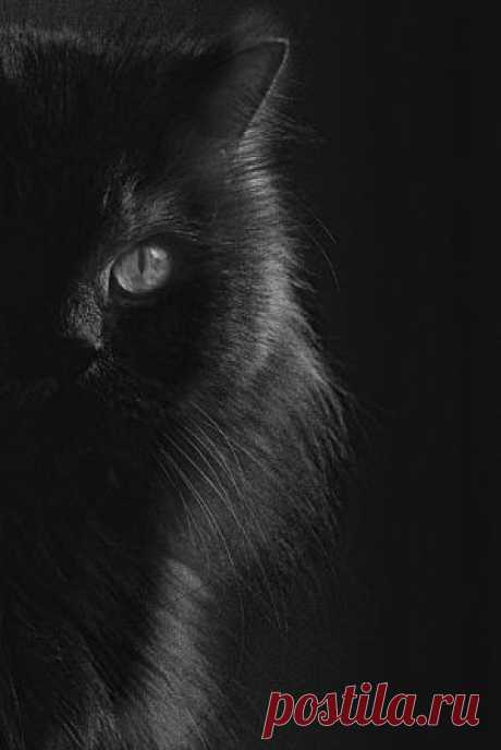 black cat | We Heart It