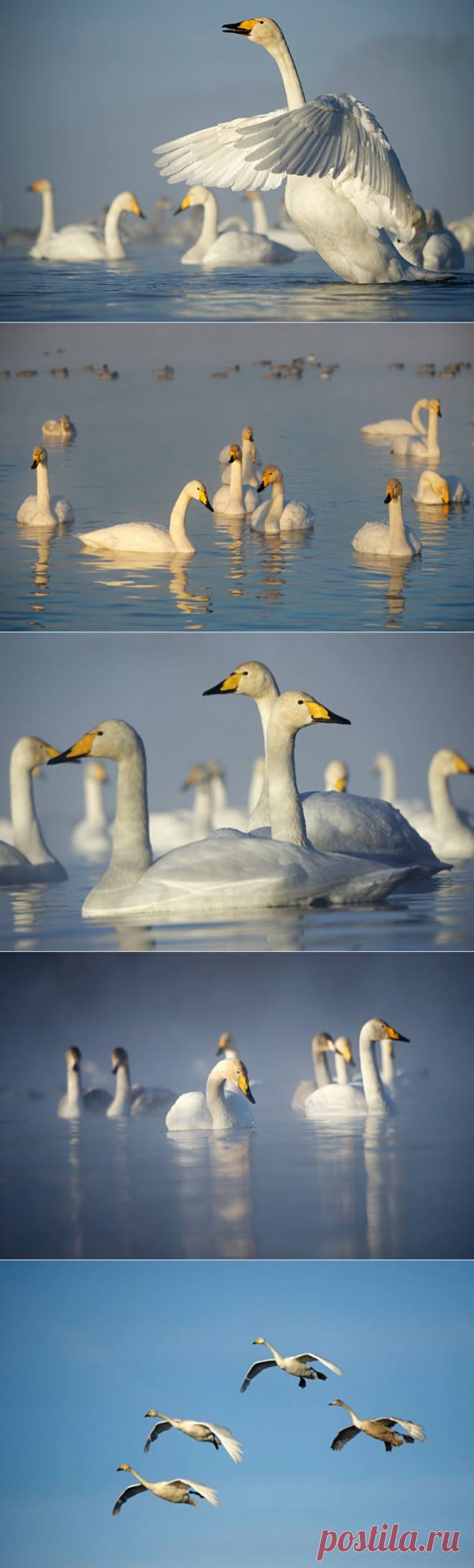 Настоящее, живое, живописное… Лебединое Озеро от Валерия Малеева — Фотоискусство
