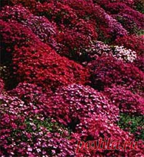 Amazon.com : 50+ Aubrieta Rock Cress Bright Red Perennial Flower Seeds / Ground Cover : Flowering Plants : Patio, Lawn & Garden