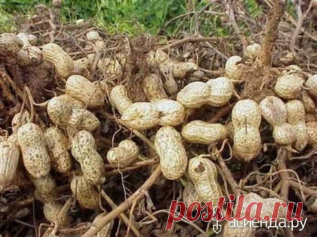 Выращивание арахиса на приусадебном участке - арахис, выращивание арахиса
