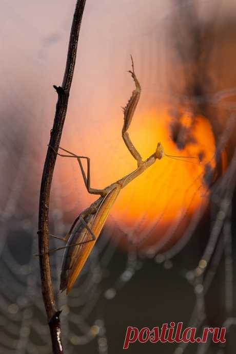 Богомол дирижирует рассветом на утренней заре. Автор снимка – Юрий Сорокин: nat-geo.ru/community/user/18827/ Хорошего дня!