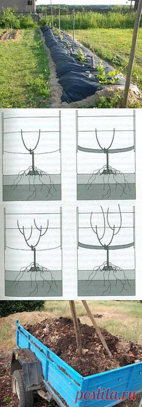 Как и чем мульчировать виноград | Дача - впрок