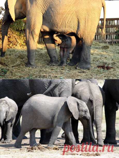 Африканские слоны в фотографиях | Дай лапку
