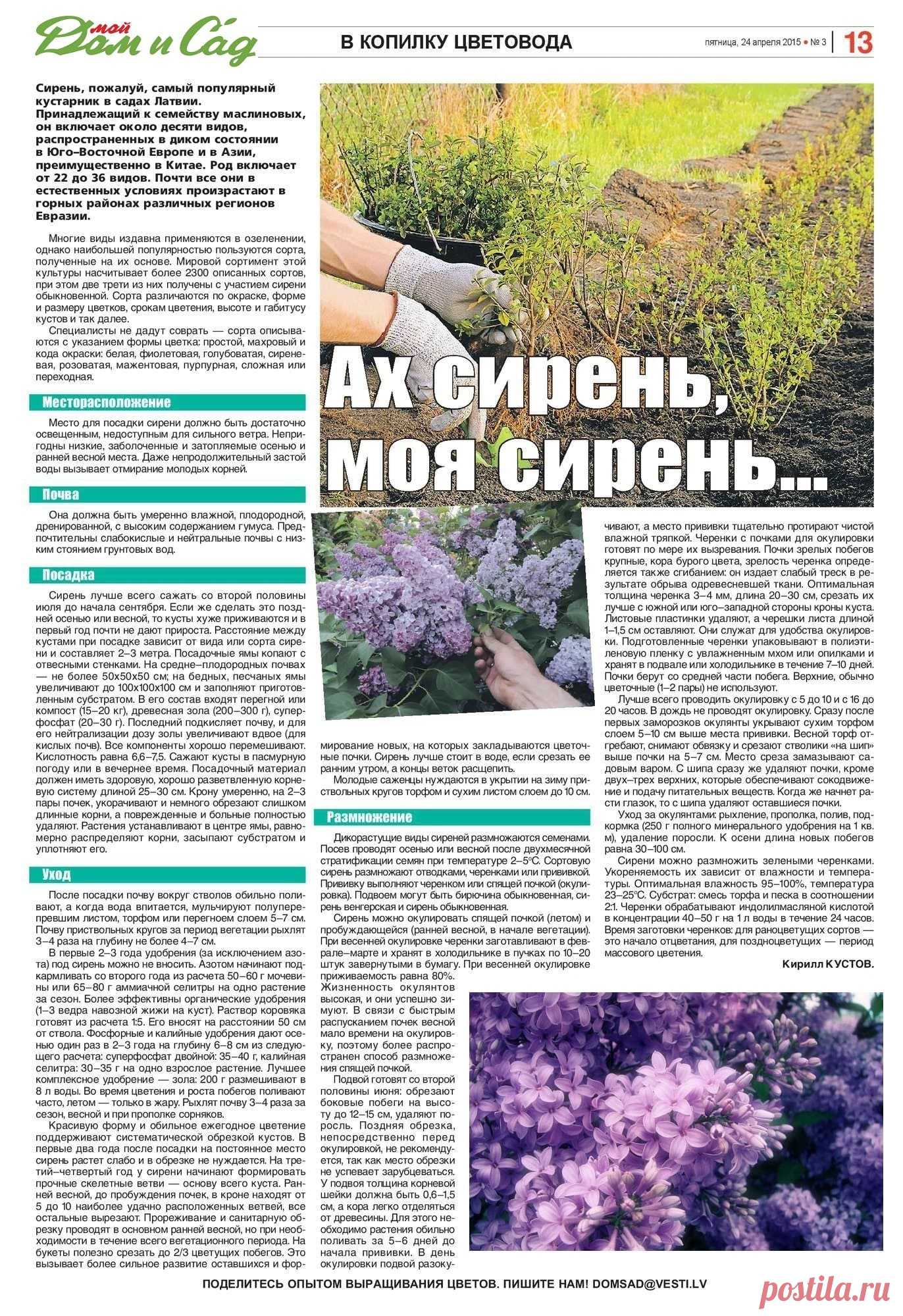Сирень - в копилку цветоводу