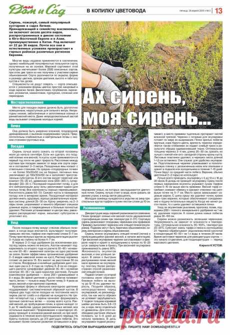 Сирень - в копилку цветоводу