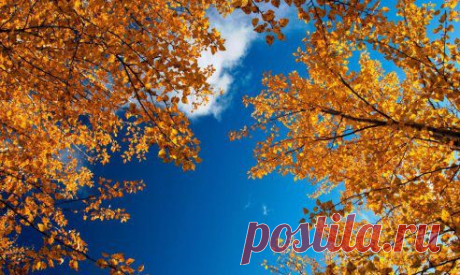 Осенние березы и чистое голубое небо